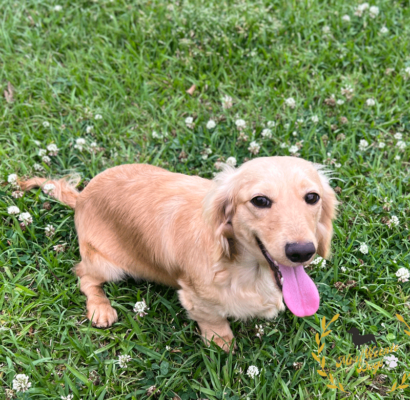 Beautiful Long Hair English Cream Dachshund