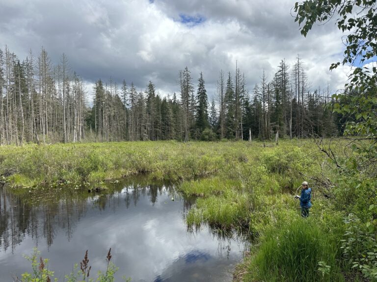 A scientist works among tall grasses on a cloudy day near a wetland on the edge of a forest.