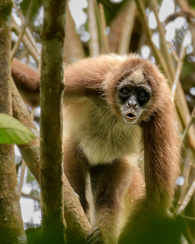 A brown spider monkey with long limbs and a dark face looks toward the camera while perched among tree branches.