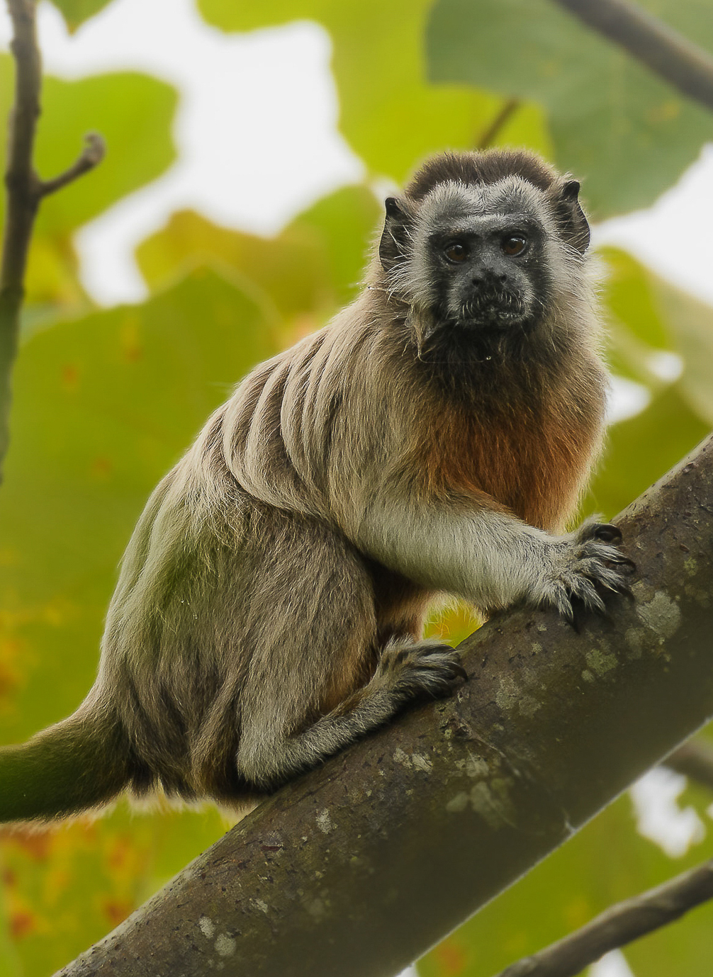 A small, furry Gray Footed Tamarin with a dark face and white eyebrows sits on a tree branch, surrounded by green leaves.